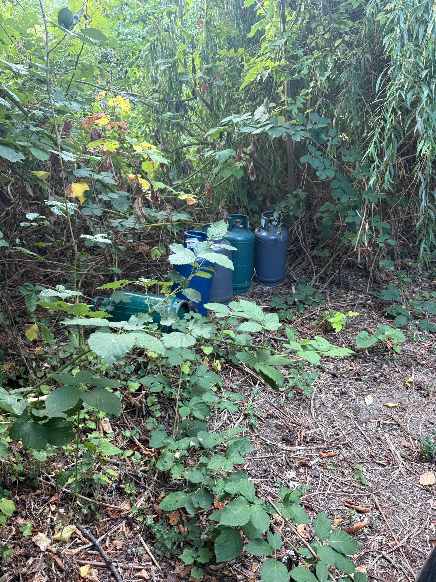 GasbombenImDschungel_5390