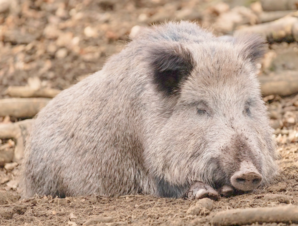 Wildschwein