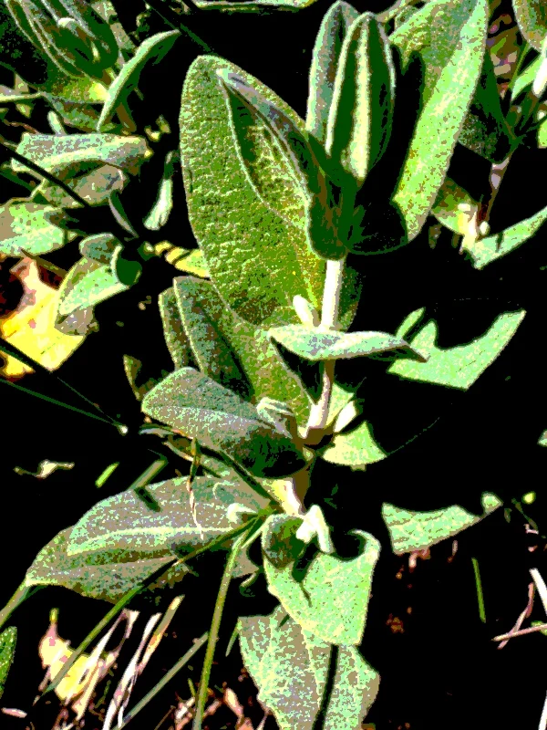 grünton02