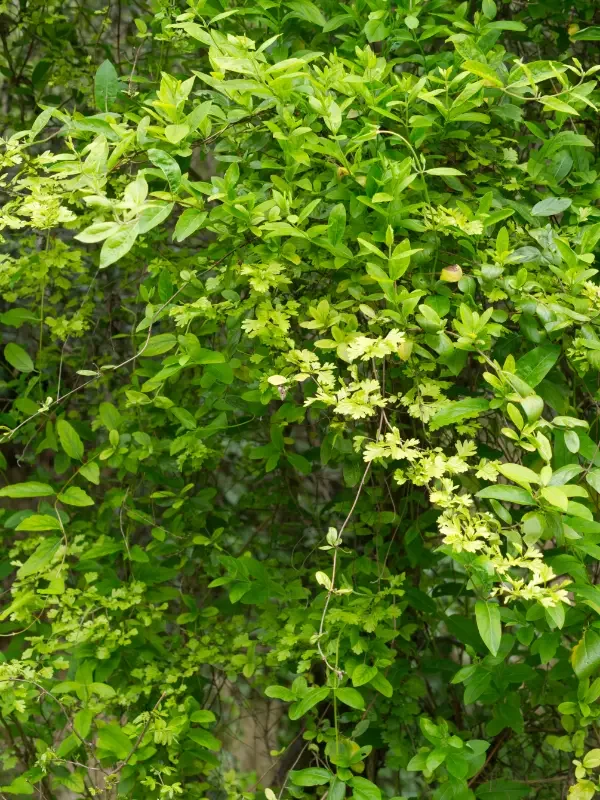 grünton08